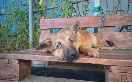 Wer gibt Zalan ein liebevolles Zuhause ?