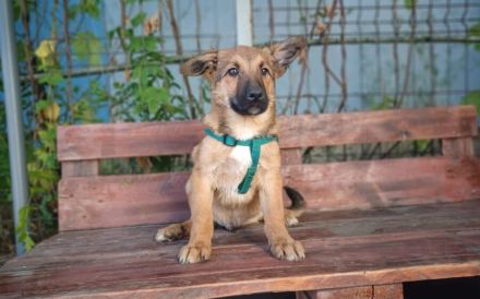 Wer gibt Zalan ein liebevolles Zuhause ?