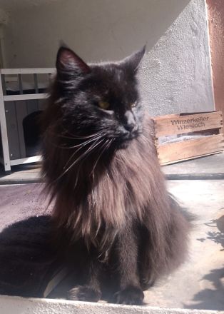 Noch 2 wunderschöne Maine Coon Kätzinnen mit Stammbaum