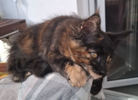 Noch 2 wunderschöne Maine Coon Kätzinnen mit Stammbaum