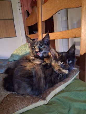 Noch 2 wunderschöne Maine Coon Kätzinnen mit Stammbaum