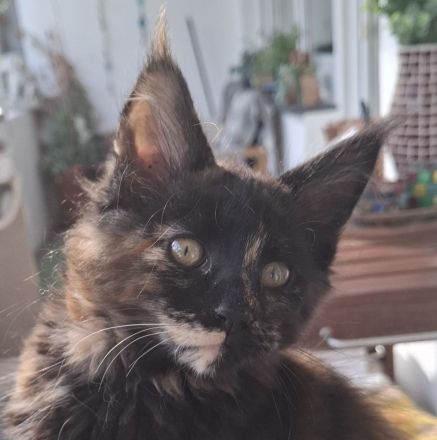 Noch 2 wunderschöne Maine Coon Kätzinnen mit Stammbaum