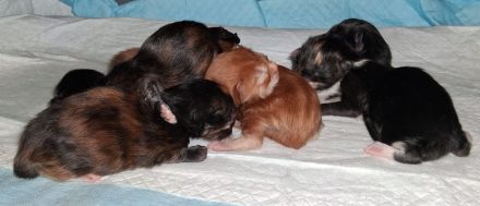 Wir haben Kitten mit wenig Inzucht mit Stammbaum