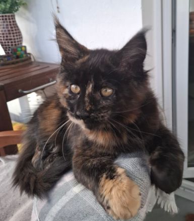 Noch 2 wunderschöne Maine Coon Kätzinnen mit Stammbaum