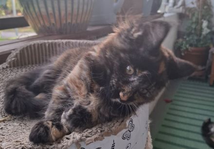 Noch 2 wunderschöne Maine Coon Kätzinnen mit Stammbaum