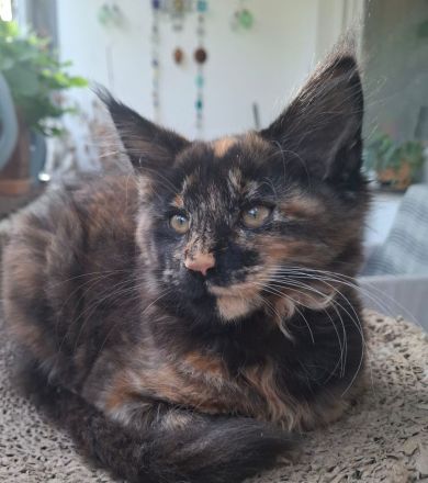 Noch 2 wunderschöne Maine Coon Kätzinnen mit Stammbaum