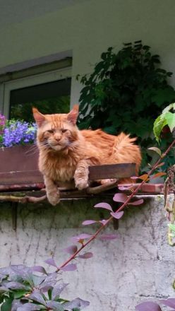 Noch 2 wunderschöne Maine Coon Kätzinnen mit Stammbaum