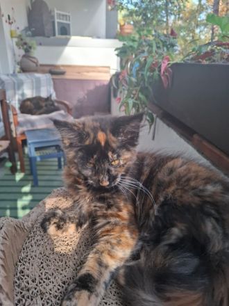 Noch 2 wunderschöne Maine Coon Kätzinnen mit Stammbaum