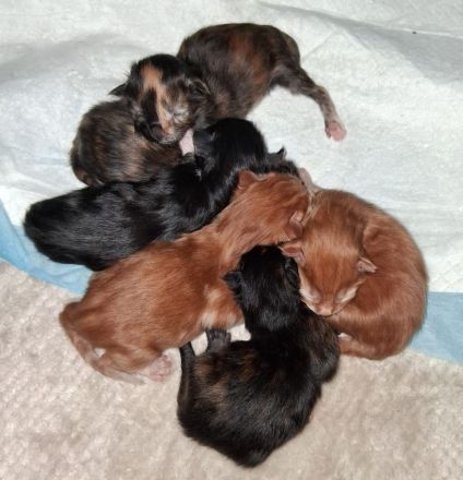 Wir haben Kitten mit wenig Inzucht mit Stammbaum