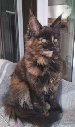 Noch 2 wunderschöne Maine Coon Kätzinnen mit Stammbaum