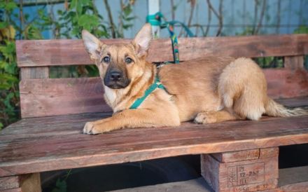 Wer öffnet sein Herz für Tamani ?