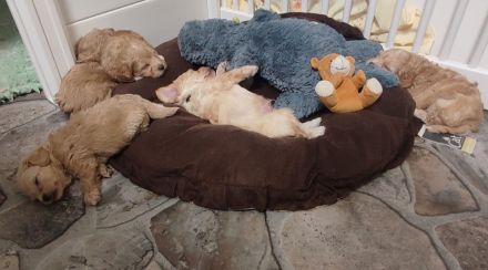 🐶✨ Maltipoo-Welpen suchen ein Zuhause mit Kuschelfaktor! ✨🐶