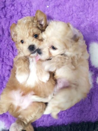 🐶✨ Maltipoo-Welpen suchen ein Zuhause mit Kuschelfaktor! ✨🐶