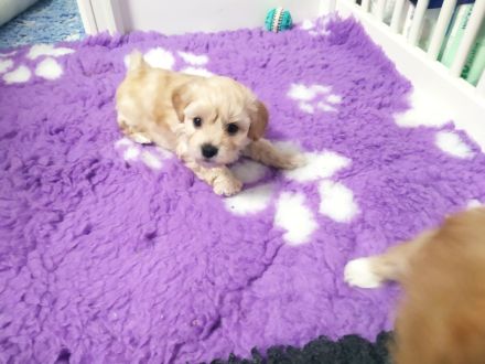 🐶✨ Maltipoo-Welpen suchen ein Zuhause mit Kuschelfaktor! ✨🐶