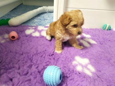 🐶✨ Maltipoo-Welpen suchen ein Zuhause mit Kuschelfaktor! ✨🐶