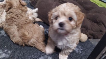 🐶✨ Maltipoo-Welpen suchen ein Zuhause mit Kuschelfaktor! ✨🐶