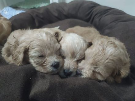 🐶✨ Maltipoo-Welpen suchen ein Zuhause mit Kuschelfaktor! ✨🐶