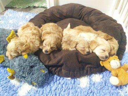 🐶✨ Maltipoo-Welpen suchen ein Zuhause mit Kuschelfaktor! ✨🐶