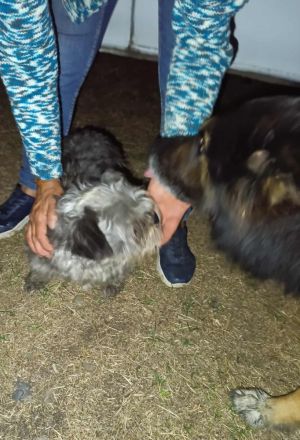 Kleine Lynn sucht großes Glück....