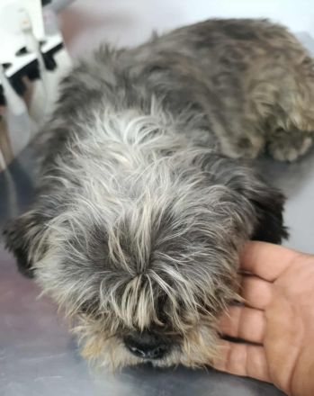 Kleine Lynn sucht großes Glück....