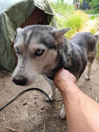 Fleur – gerettet aus der Tötung, jetzt auf der Suche nach Liebe