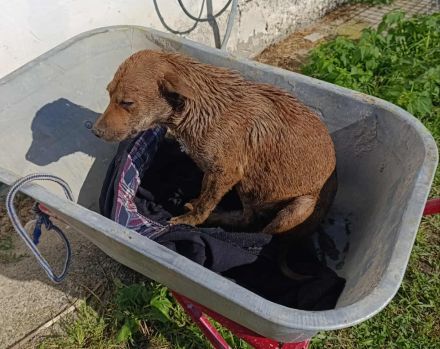 Melli – Eine goldige Seele sucht ihr Für-immer-Zuhause