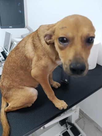 Melli – Eine goldige Seele sucht ihr Für-immer-Zuhause