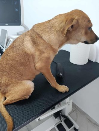 Melli – Eine goldige Seele sucht ihr Für-immer-Zuhause