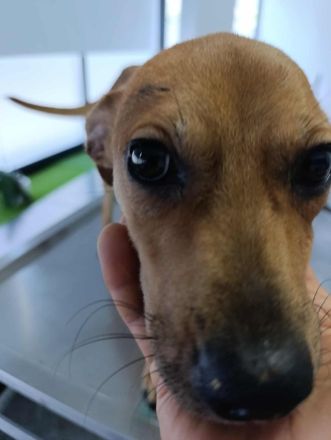 Melli – Eine goldige Seele sucht ihr Für-immer-Zuhause