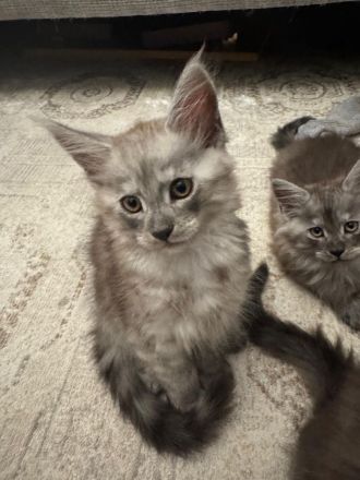 Reinrassige Main Coon Kitten
