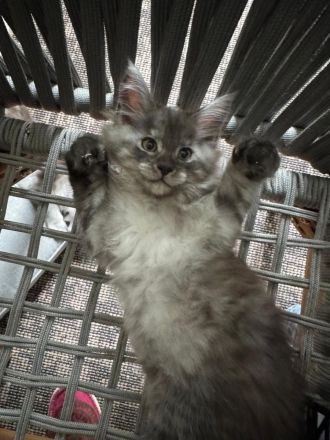 Reinrassige Main Coon Kitten