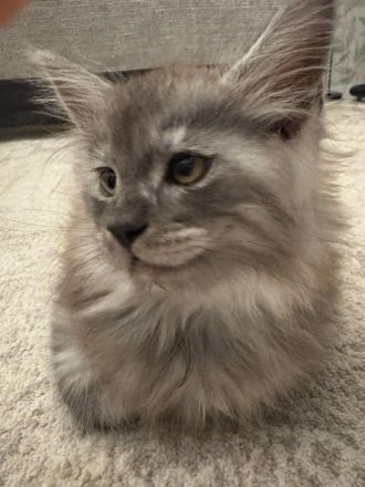 Reinrassige Main Coon Kitten