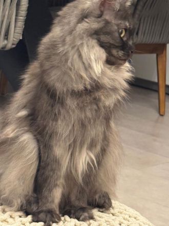 Reinrassige Main Coon Kitten