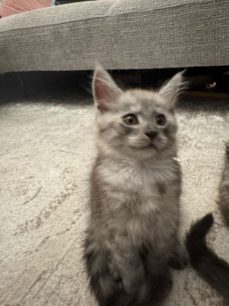 Reinrassige Main Coon Kitten