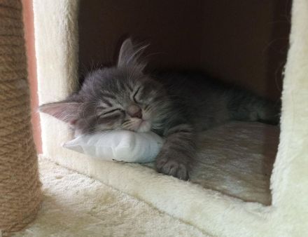 Wunderschöne reinrassige Sibirische Waldkatzen Kitten