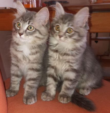 Wunderschöne reinrassige Sibirische Waldkatzen Kitten