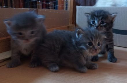 Wunderschöne reinrassige Sibirische Waldkatzen Kitten