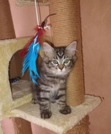 Wunderschöne reinrassige Sibirische Waldkatzen Kitten