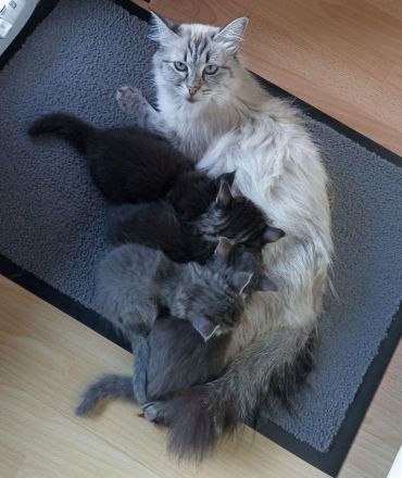 Wunderschöne reinrassige Sibirische Waldkatzen Kitten