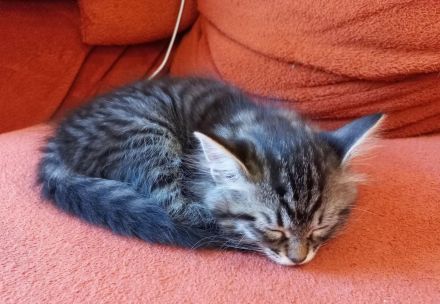 Wunderschöne reinrassige Sibirische Waldkatzen Kitten