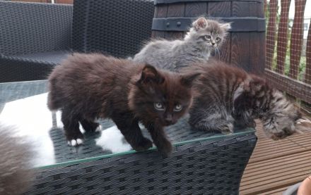 Wunderschöne reinrassige Sibirische Waldkatzen Kitten