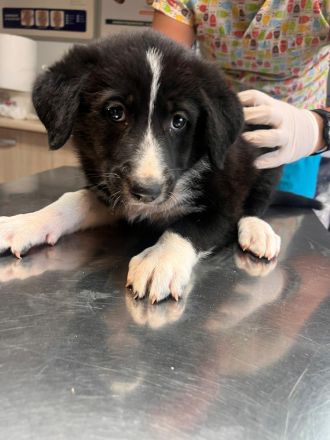 3 Welpengeschwister auf der Suche nach ihrem großen Glück🍀🏡