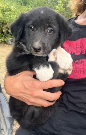 3 Welpengeschwister auf der Suche nach ihrem großen Glück🍀🏡