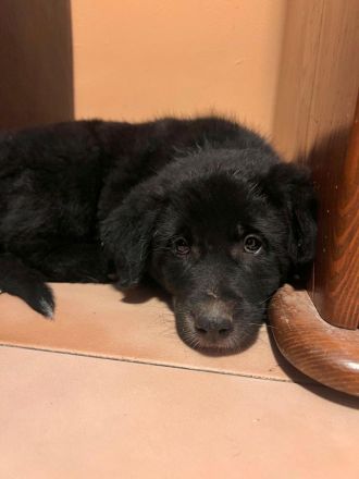 3 Welpengeschwister auf der Suche nach ihrem großen Glück🍀🏡