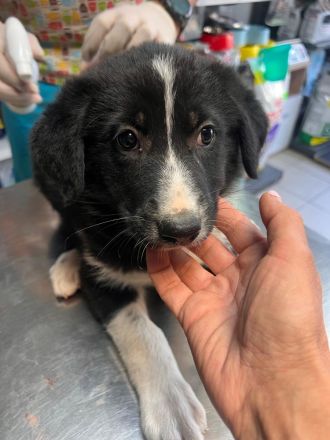 3 Welpengeschwister auf der Suche nach ihrem großen Glück🍀🏡