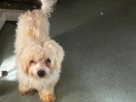 Zemi - muss noch sehr viel lernen - ist auf PS in 31595 Steyerberg / Niedersachsen