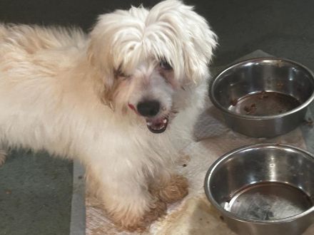 Zemi - muss noch sehr viel lernen - ist auf PS in 31595 Steyerberg / Niedersachsen