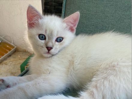 BKH Blue x Siam Tabby Silver x Ägyptische Mau