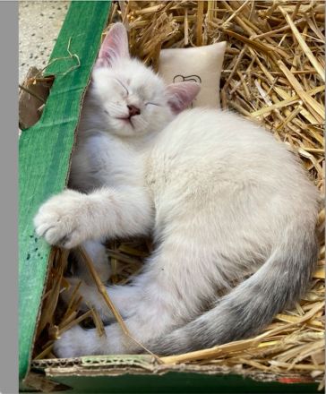 BKH Blue x Siam Tabby Silver x Ägyptische Mau