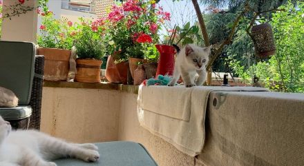BKH Blue x Siam Tabby Silver x Ägyptische Mau